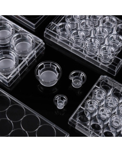 6 Inserts in 6-Well Plate, 1.0 μm, PET Membrane