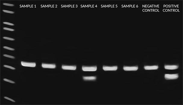 EZ-PCR Mycoplasma Detection
