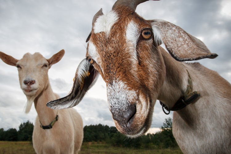 Captivate Bio Other Animal Sera